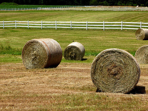 Hay for grass fed beef cattle